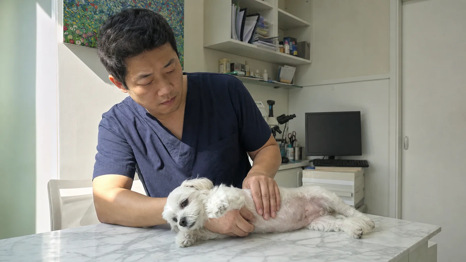 남색 스크럽을 입은 수의사가 대리석 진료대에 옆으로 누운 흰 강아지의 배를 손으로 촉진하는 모습