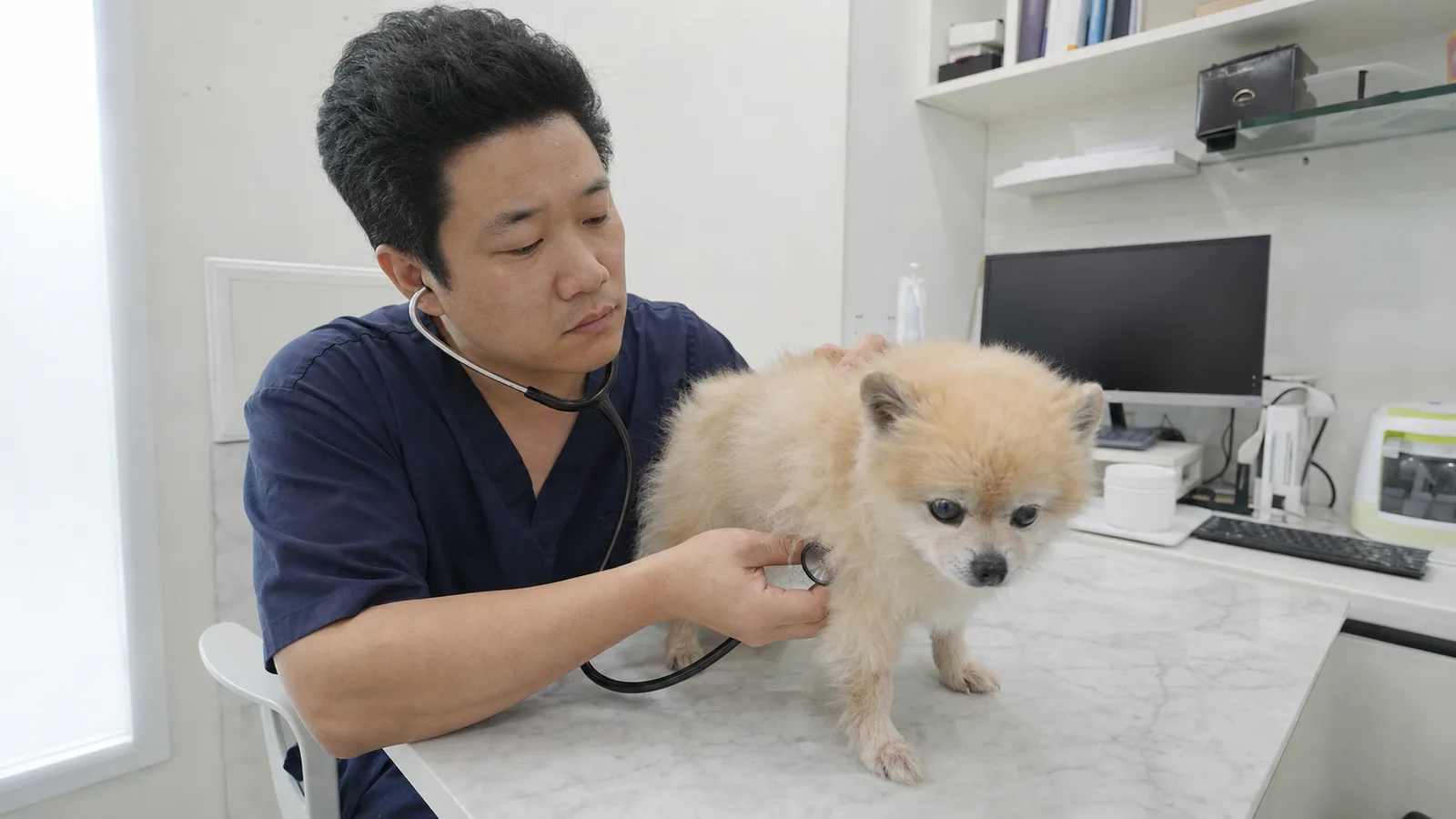 진료대 위 포메라니안을 청진기로 진찰하는 수의사