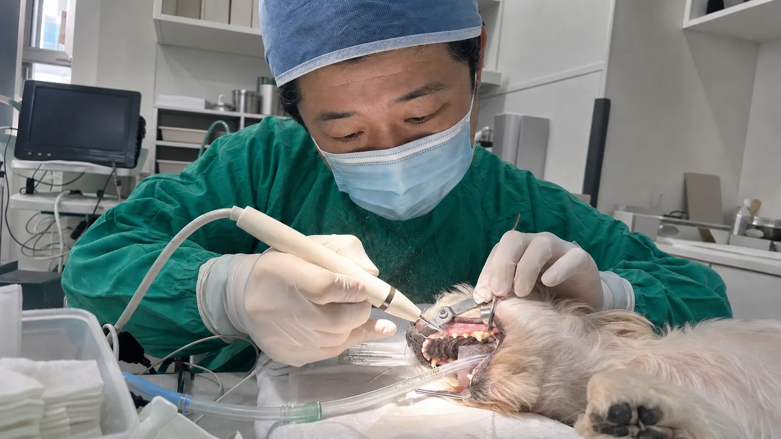 수술복을 입은 수의사가 마취된 소형견의 치아를 초음파 스케일러로 처치하는 모습