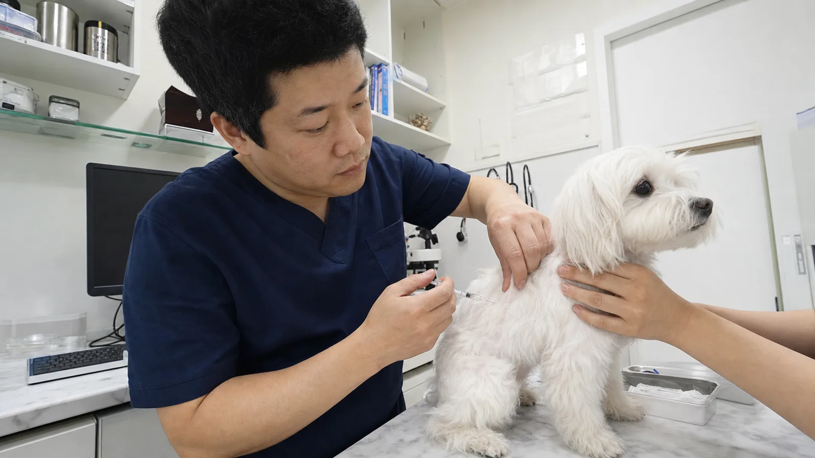 진료대 위 흰색 소형견을 보정한 상태에서 접종을 준비하는 수의사